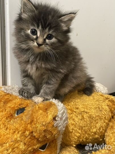3 котенка пристрой