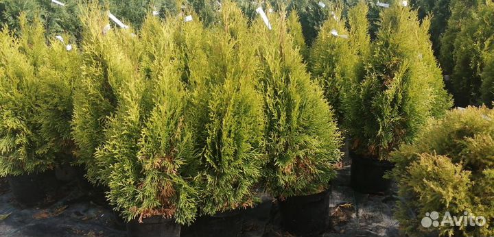 Туя западная Голден Смарагд С3