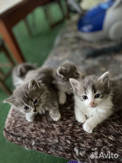 Милые котята