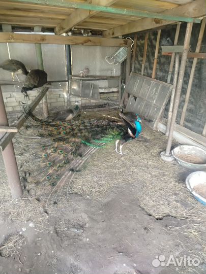 Павлин самец 3 года