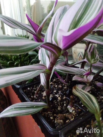 Отростки Традесканция розовая
