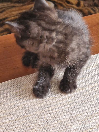 Отдам в хорошие руки котенка