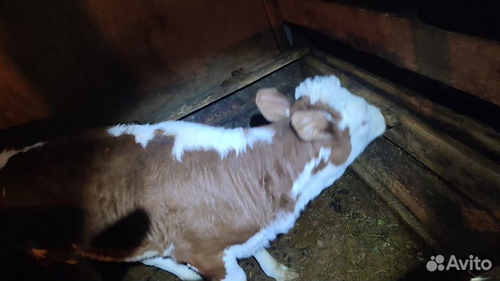 Тёлочка Герефорд