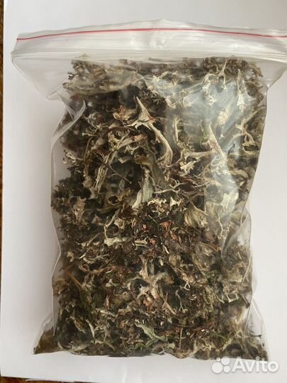 Исландский мох