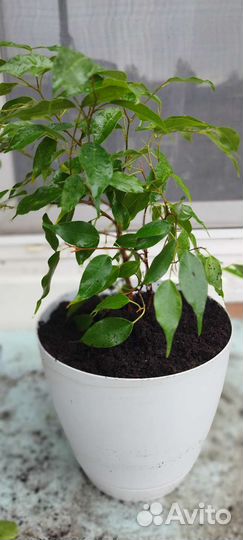 Фикус бенджамина Даниэль