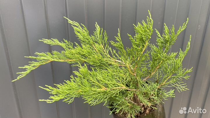 Можжевельник казацкий