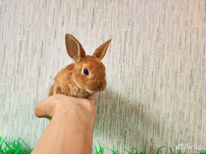 Кролик карликовый рекс - мини