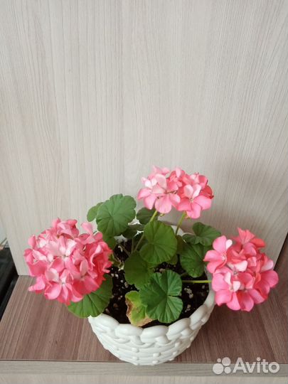 Герань красная