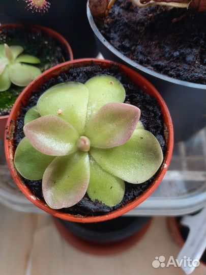 Жирянки хищные растения