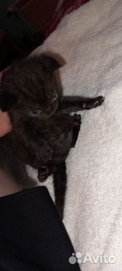 Шатланские котята