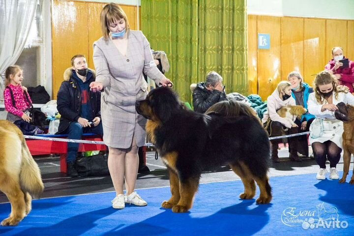 Вязка Тибетский Мастиф