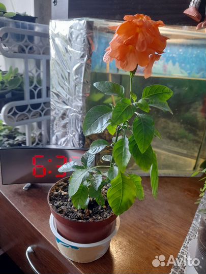 Кроссандра