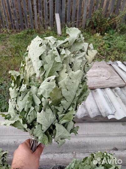 Продам дубовые веники