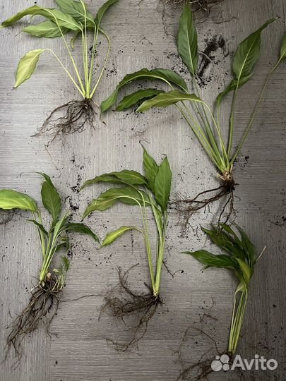 Спатифиллум (женское счастье) цветок