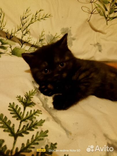 Шотландские котята