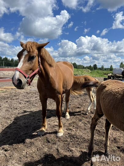 Жеребята (раннее бронирование)