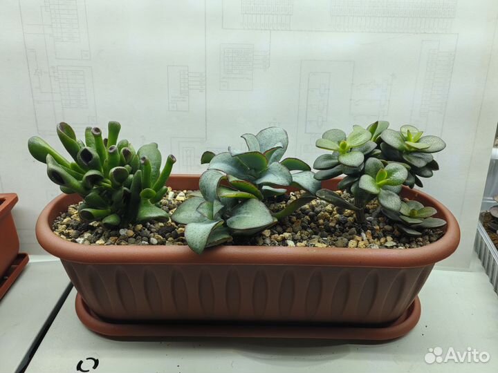 Сортовые крассулы (толстянки) Минисад