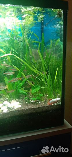 Аквариум 100 литров