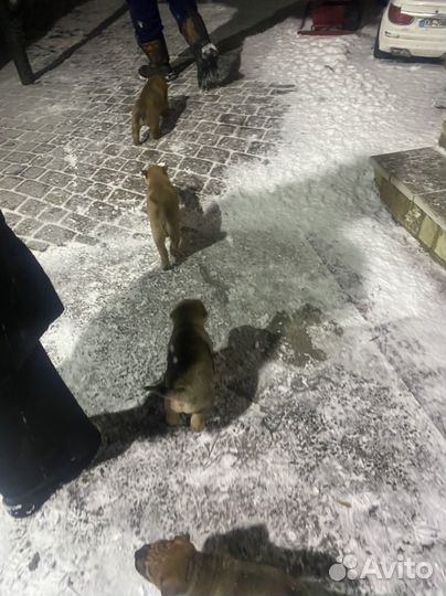 Шарпеи метисы в добрые руки