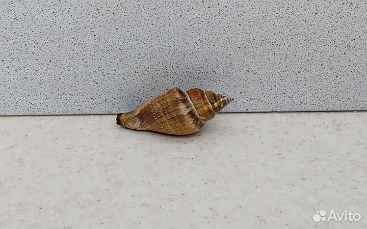 Стромбус Урсус 5,2 морская ракушка раковина