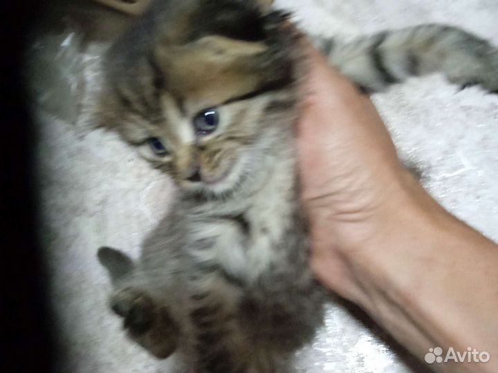Вислоухие котяята