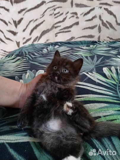 Отдам котят в хорошие руки