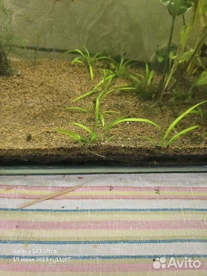 Снежинки валлиферы