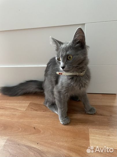 Кошечка в добрые руки