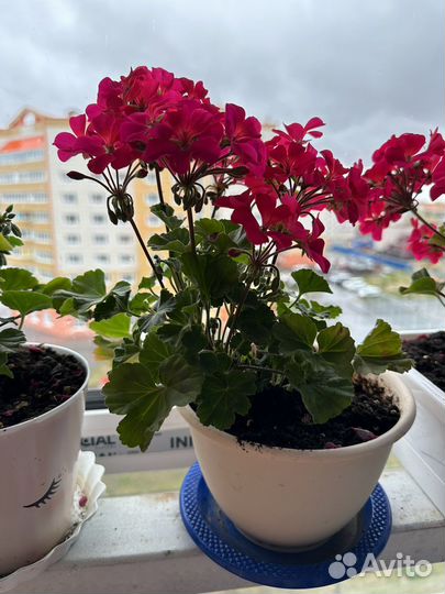 Герань пеларгония (карликовая) цветущее растение