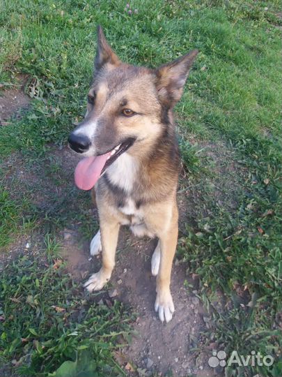 Собачки, 1.5 года и 5 лет