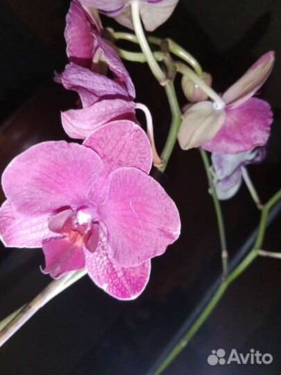 Орхидея фаленопсис