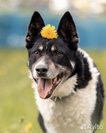 Геркулес - красивый пёс ищет дом