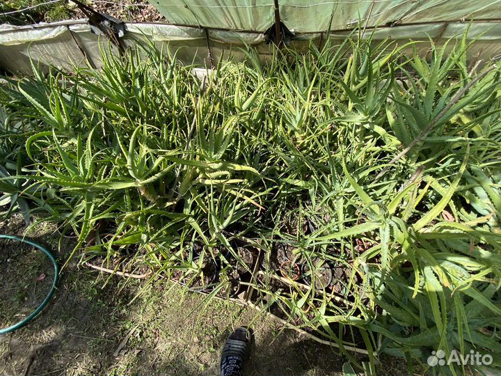 Алоэ древесная