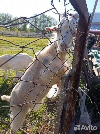 Козел альпийский