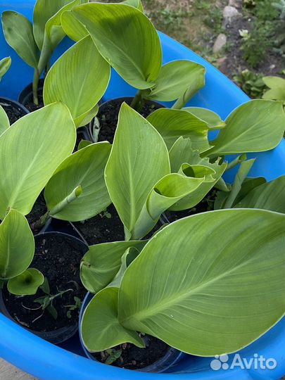 Цветы канны