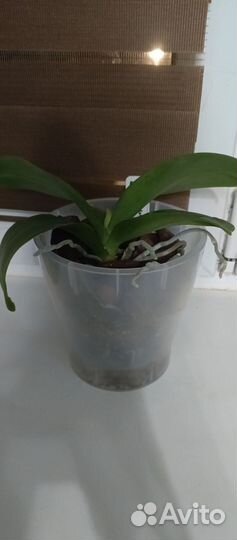 Орхидея фаленопсис пират пиккоти