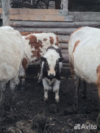 Коровы телки