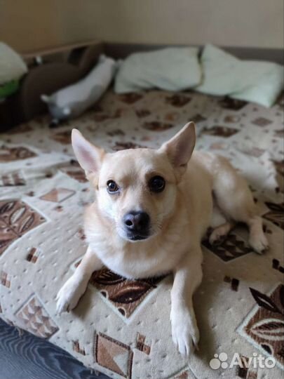 Собака в добрые руки