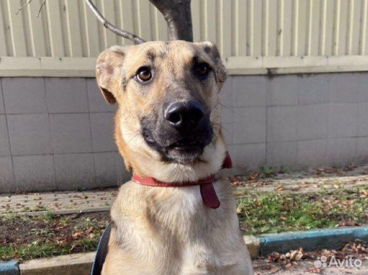 Красивый подросток ищет дом