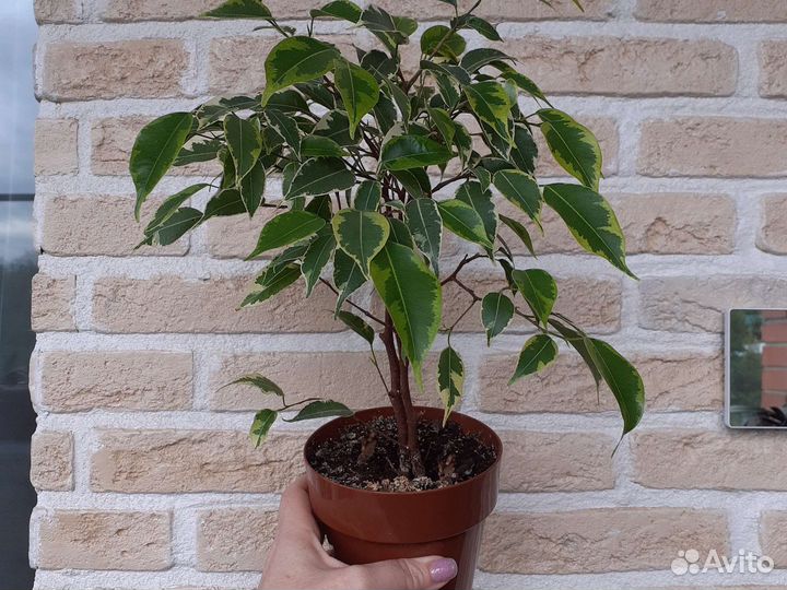 Фикус бенджамина кинки