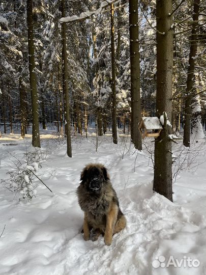 Леонбергер