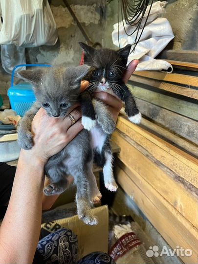 Котята в добрые руки