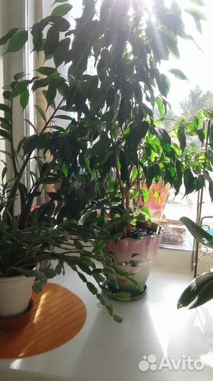 Комнатные растения