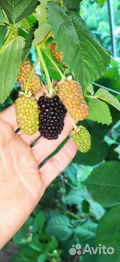 Саженцы ежевики крупноплодной