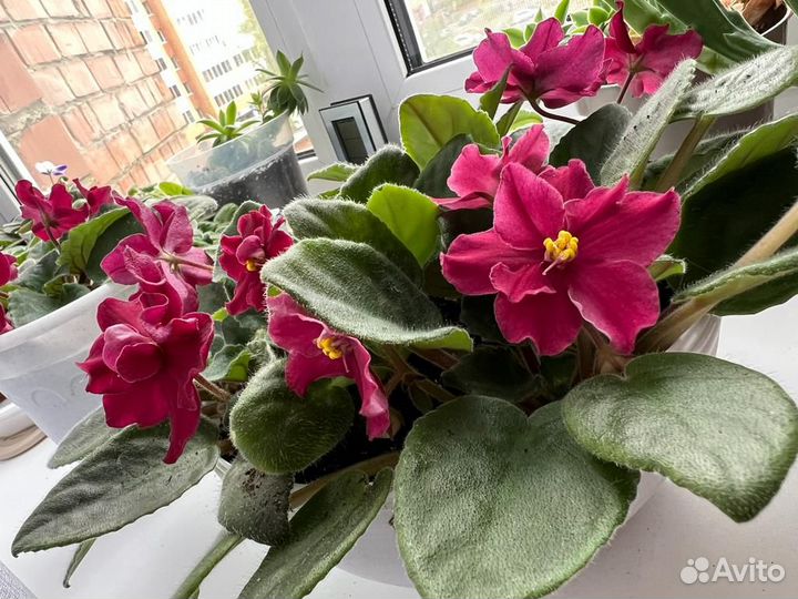 Цветы фиалки