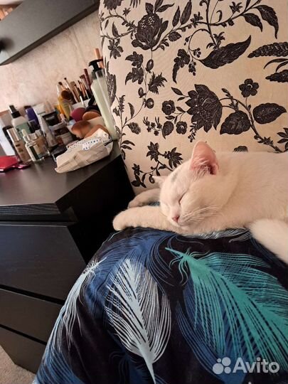 Кошки в добрые руки бесплатно