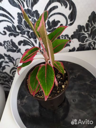 Аглаонема Крит