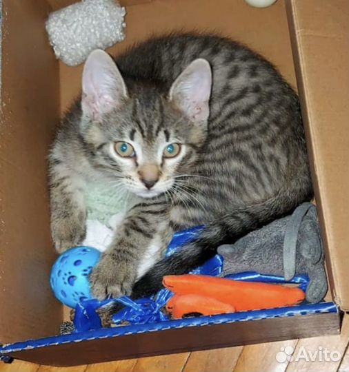 Шпротик-полосатик ищет дом