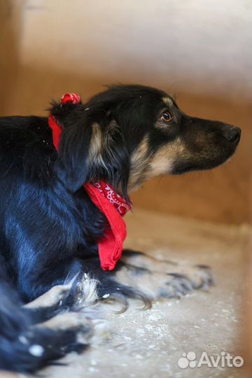 Фифа миниатурная красавица