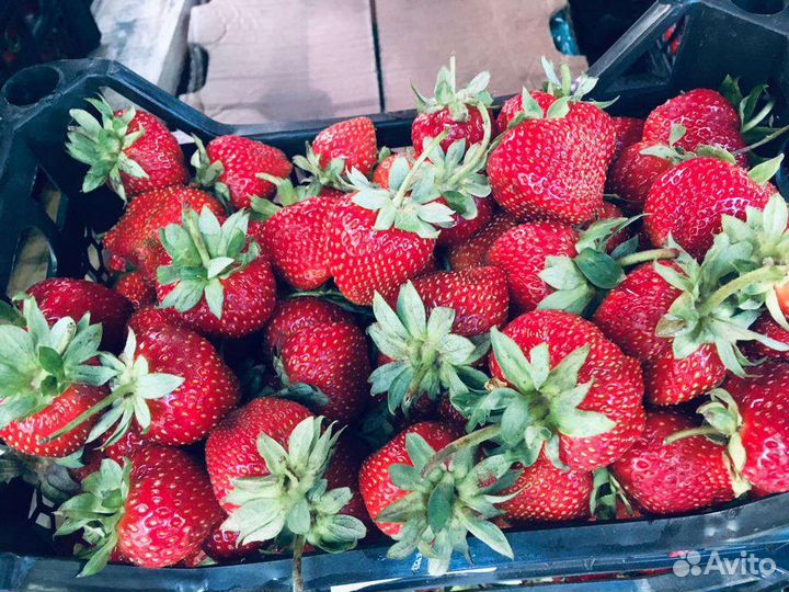 Виктория Садовая Мариэль